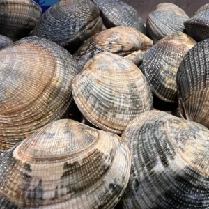 almeja de cultivo freskue