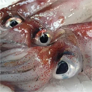 calamar grande Freskue