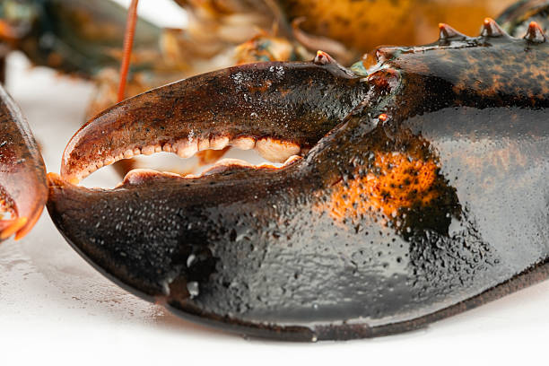 Bogavante nacional (0,95kg aprox.) - Imagen 2