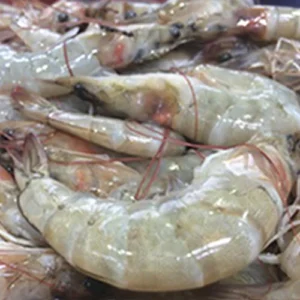 langostino fresco freskue