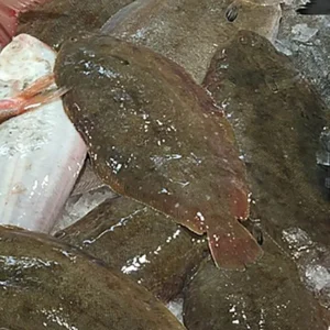 lenguado salvaje freskue