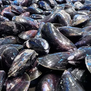 mejillon pequeño freskue