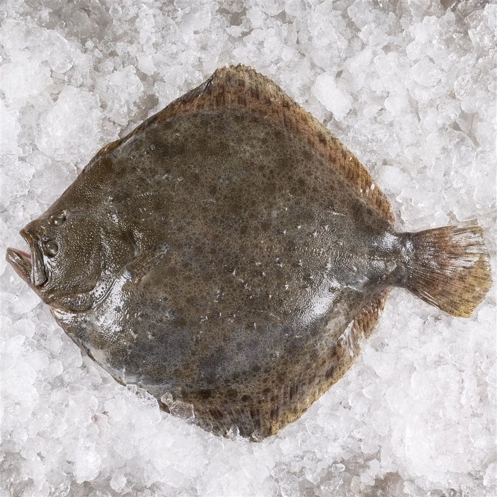 Rodaballo salvaje